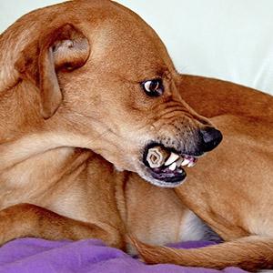Tierversicherung - Hund fletscht die Zähne, Hundehalterhaftpflichtversicherung auf Makergo