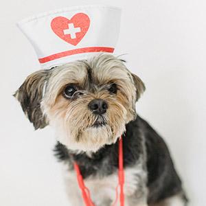 Tierversicherung - Hund im Krankenschwesterkostüm, tierkrankenversicherung