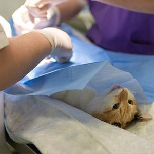 Tierversicherung - Katze auf Tisch von Tierarzt - Tierkrankenversicherung -
