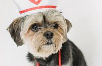 Tierversicherung - Hund im Krankenschwesterkostüm, tierkrankenversicherung
